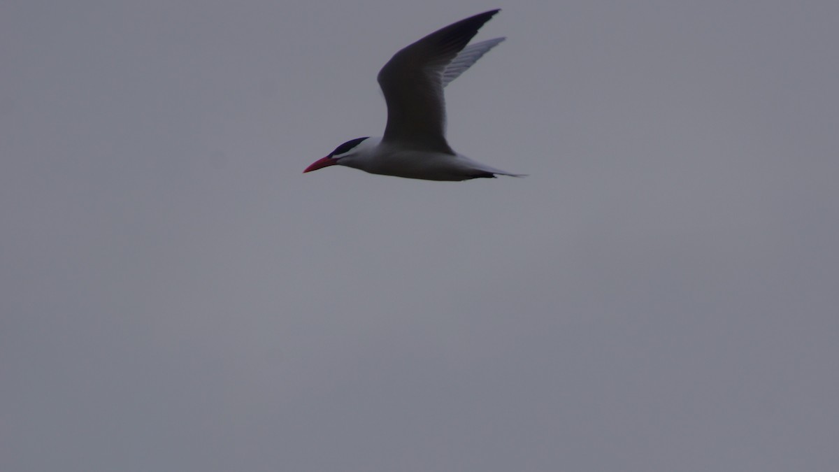 Caspian Tern - ML554671771