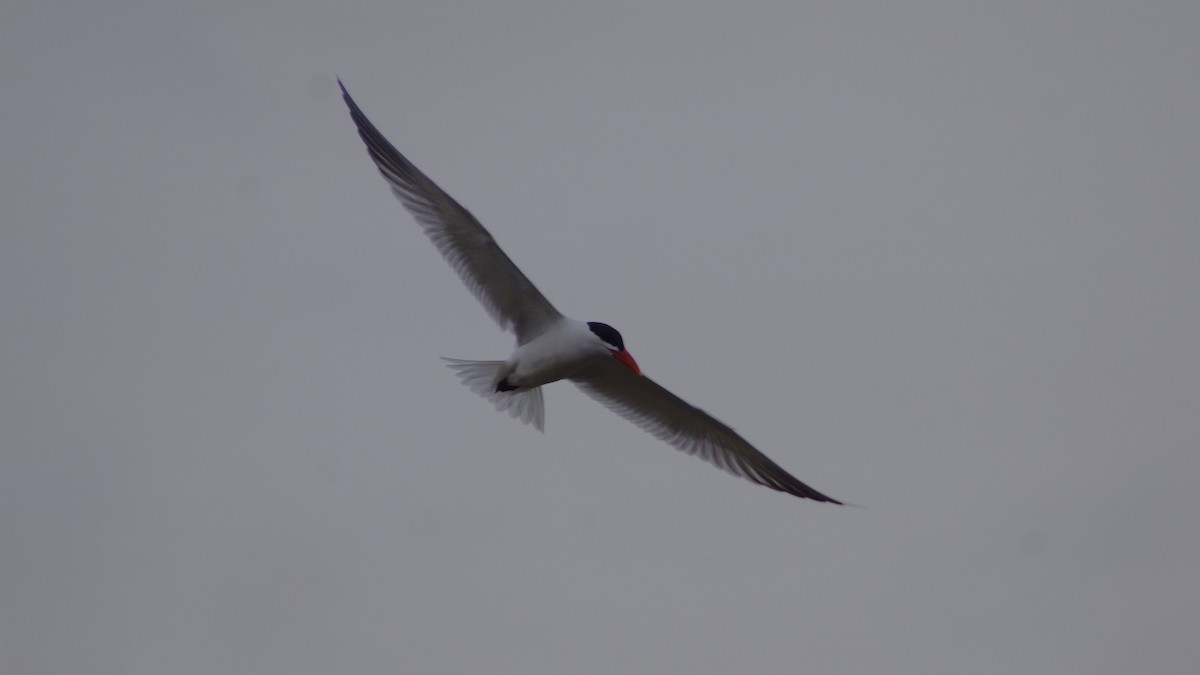 Caspian Tern - ML554671781