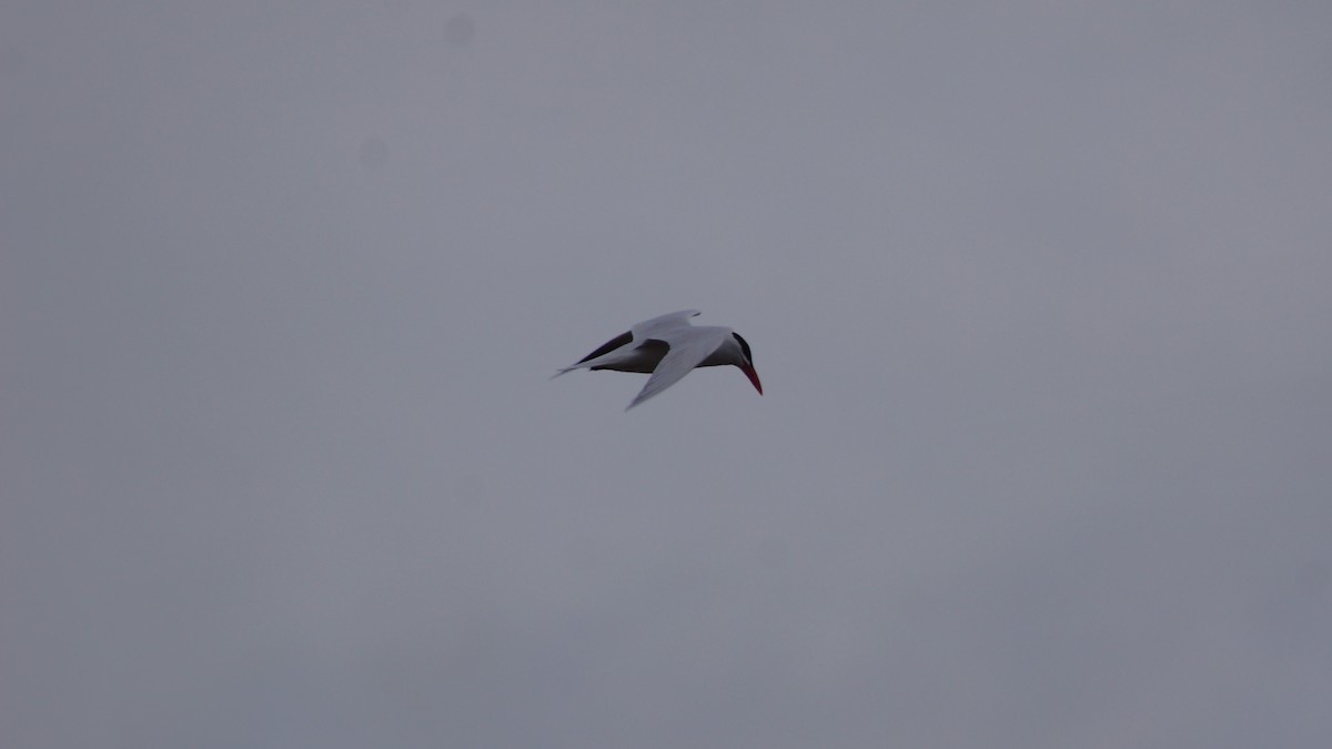 Caspian Tern - ML554671791