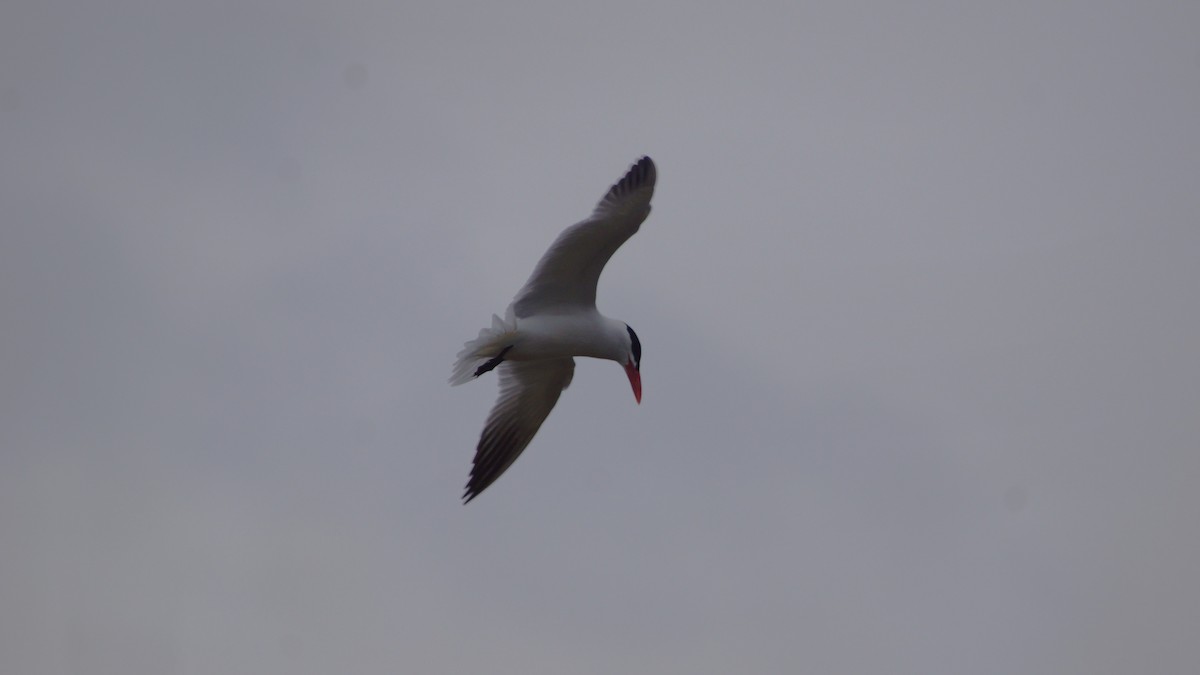 Caspian Tern - ML554671801