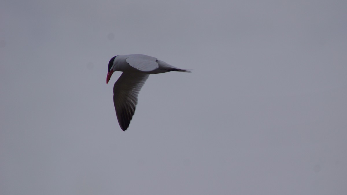 Caspian Tern - ML554671811