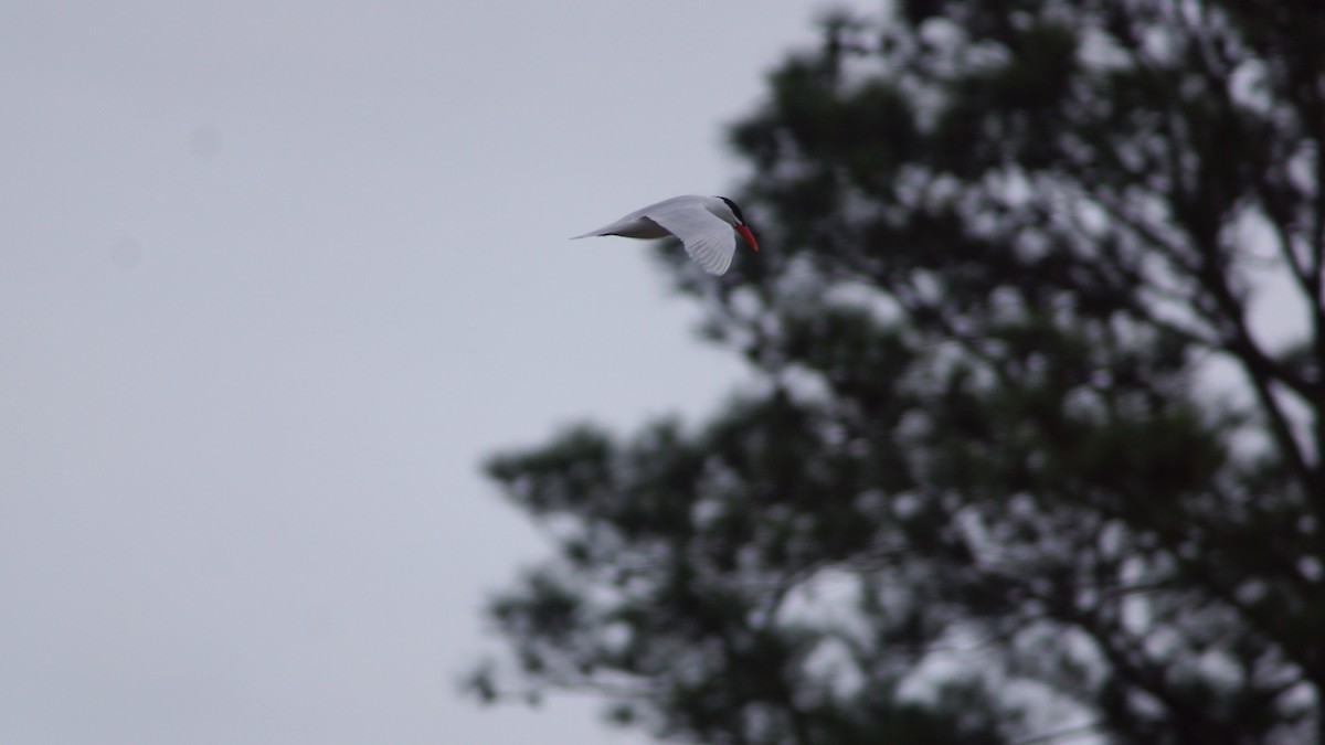 Caspian Tern - ML554671831