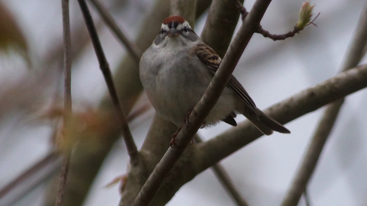 Chipping Sparrow - ML554672011