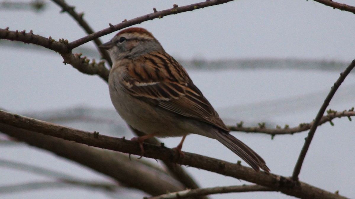 Chipping Sparrow - ML554672021