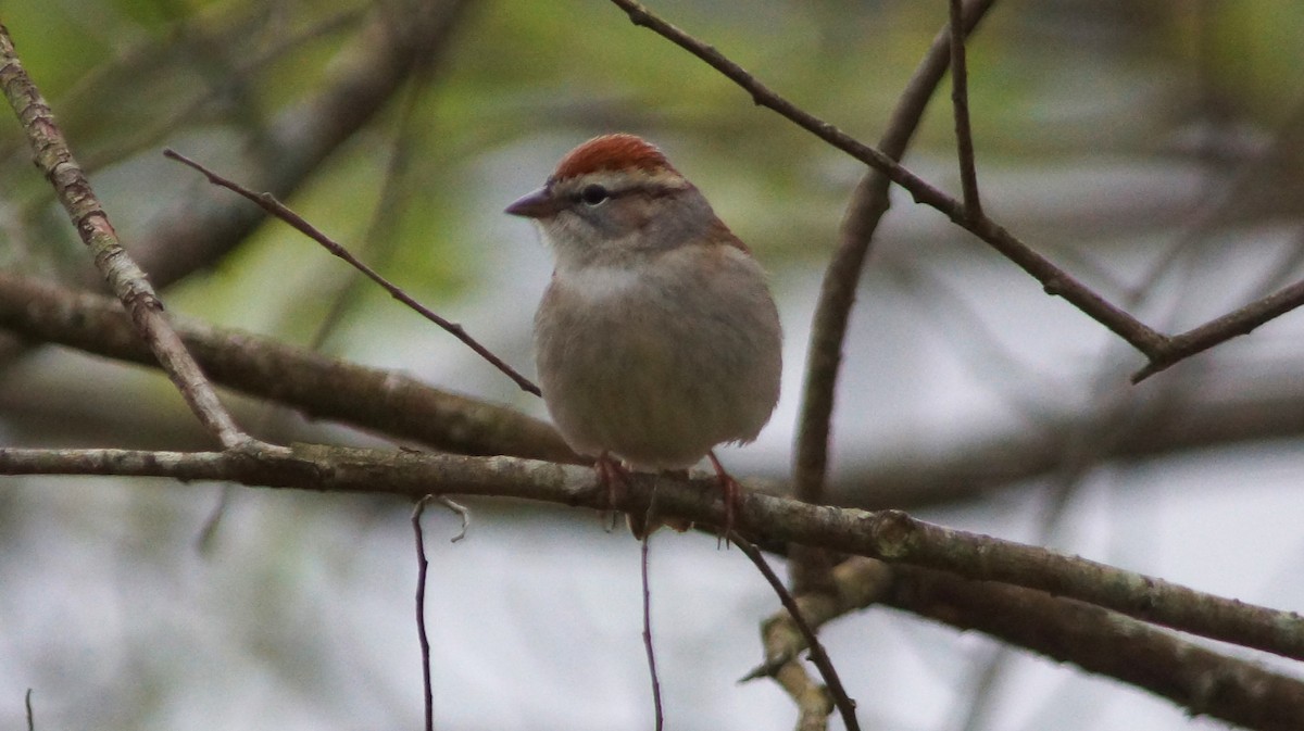 Chipping Sparrow - ML554672031