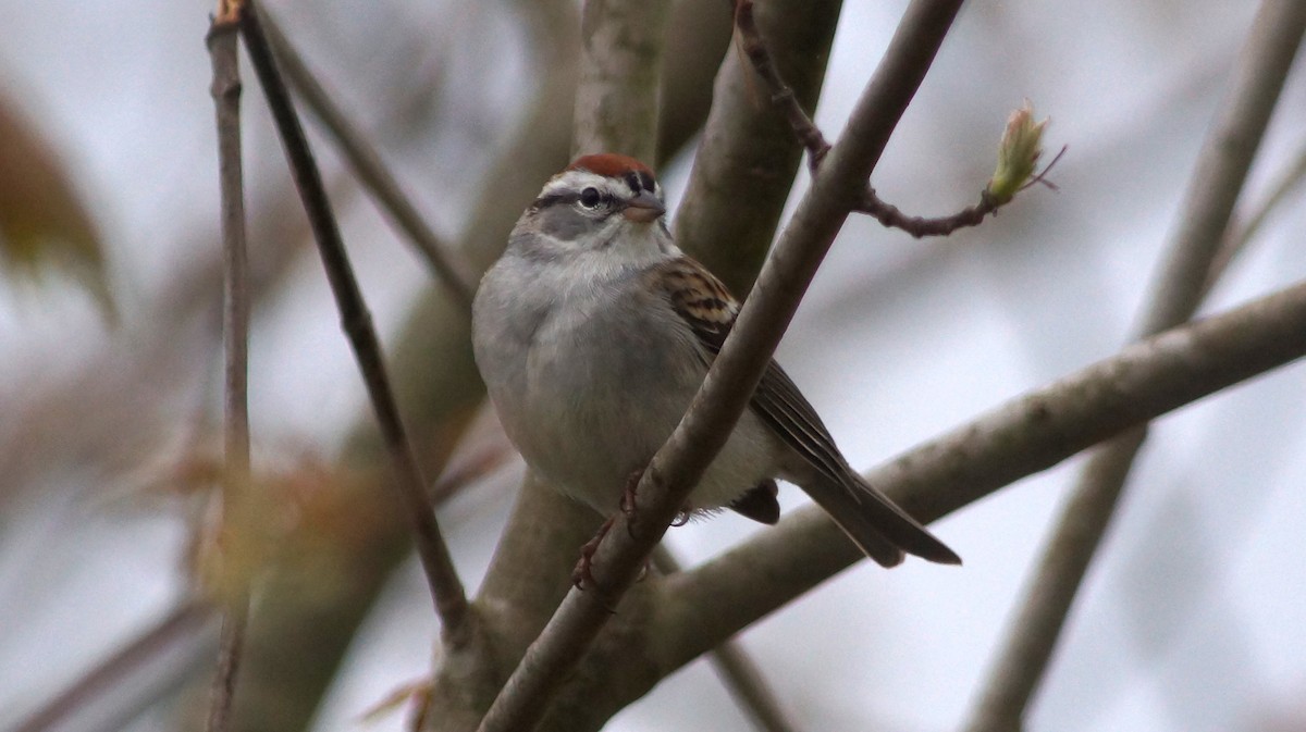 Chipping Sparrow - ML554672041