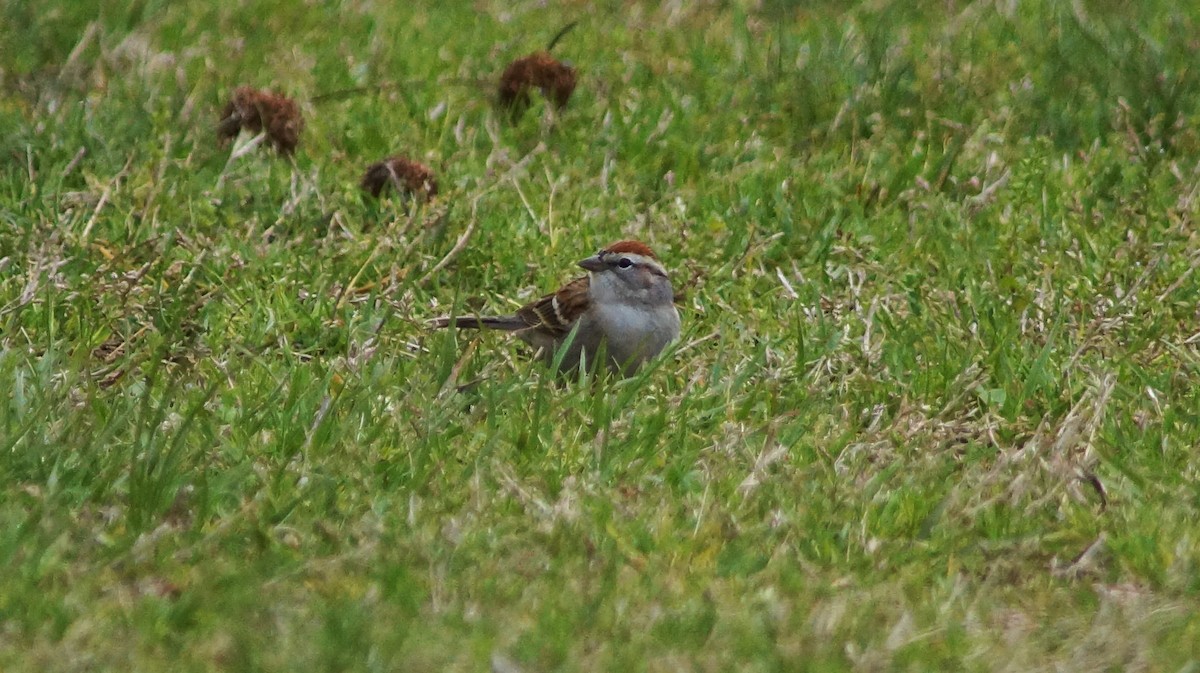 Chipping Sparrow - ML554672051