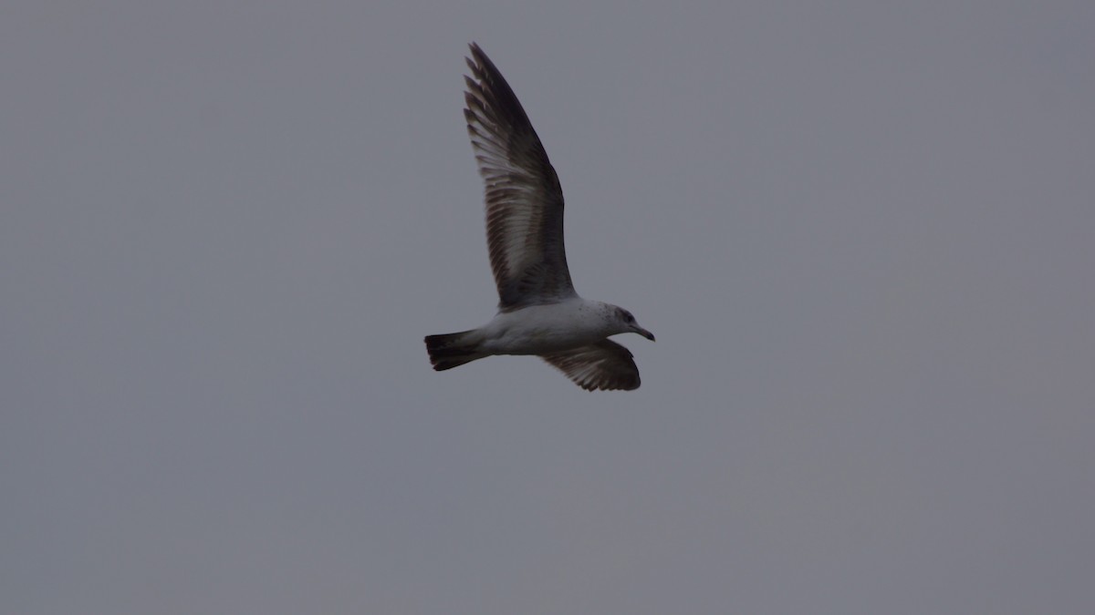 Ring-billed Gull - ML554672351