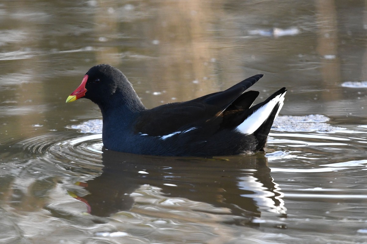 Eurasian Moorhen - ML554672571