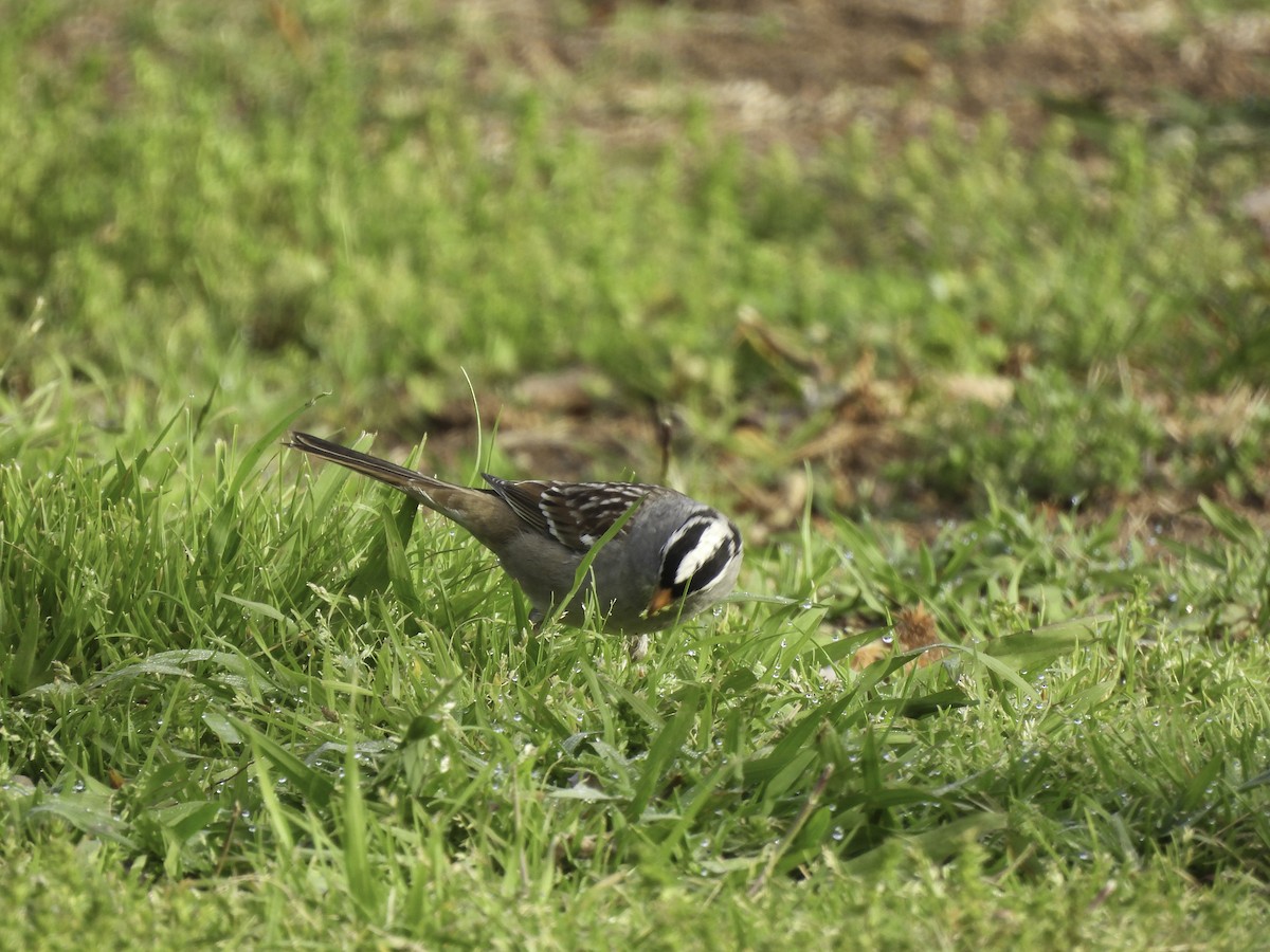 White-crowned Sparrow - ML554672601