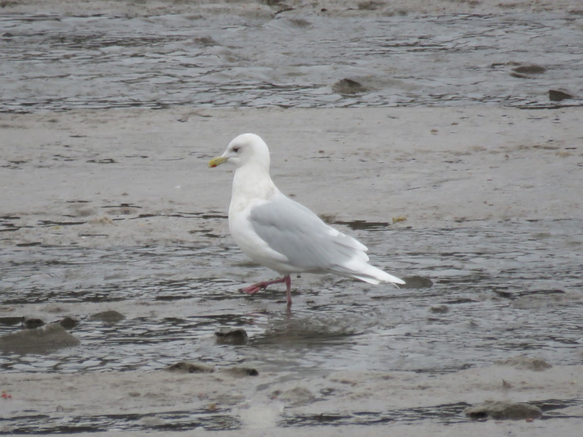 Iceland Gull - ML554672761