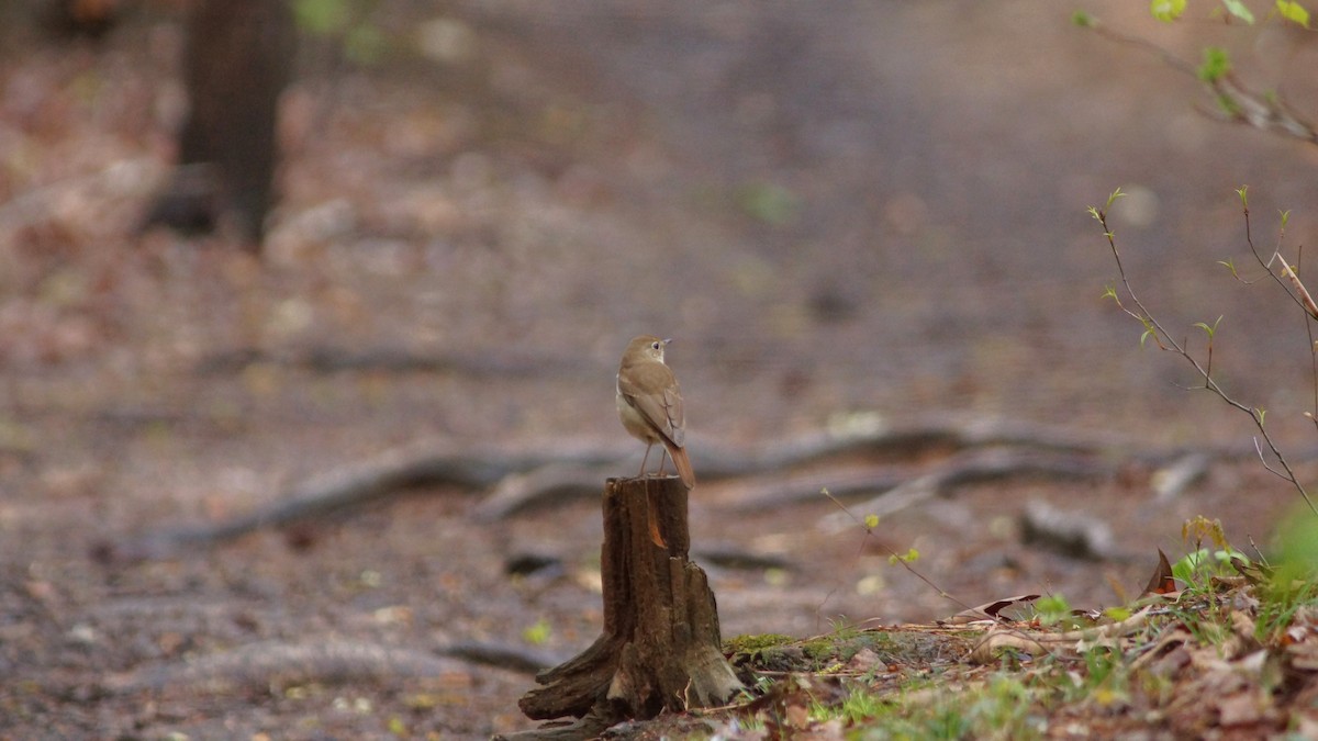 Hermit Thrush - ML554673231