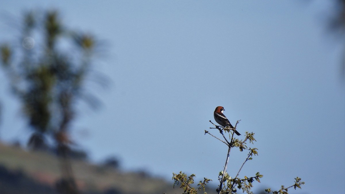 Woodchat Shrike - ML554673601