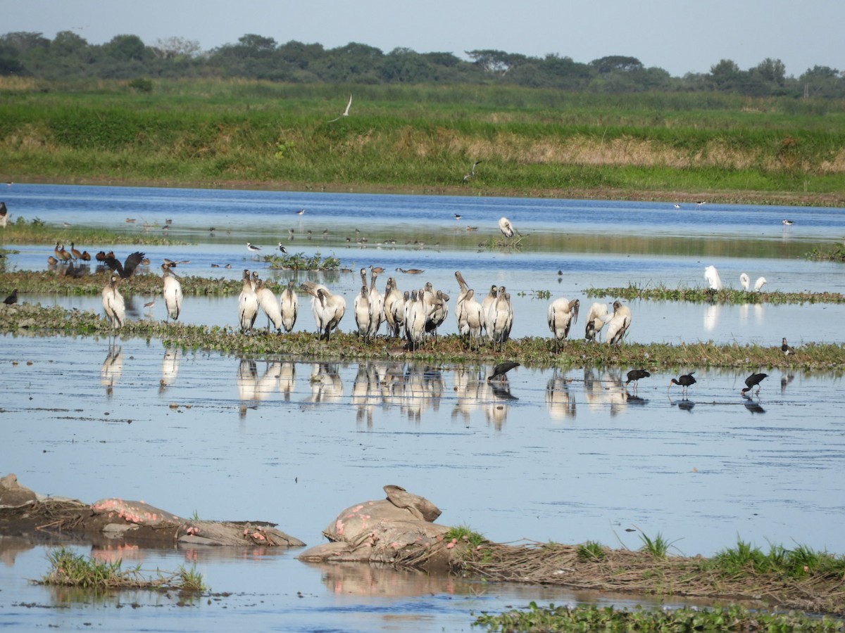 Bare-faced Ibis - Silvia Enggist