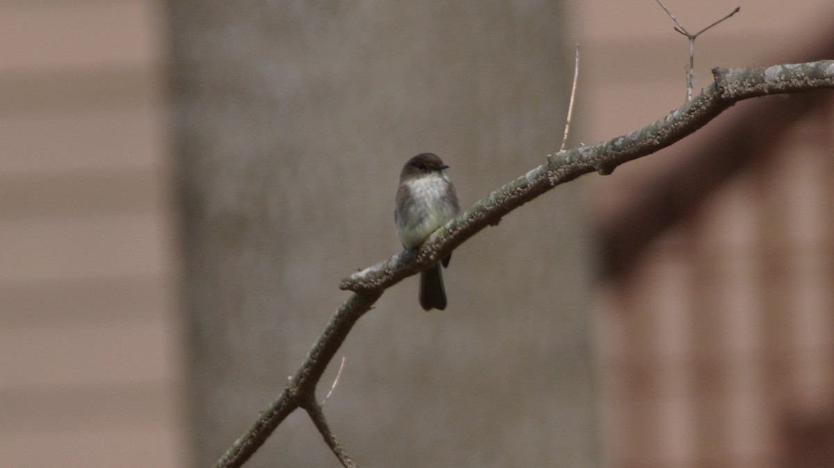 Eastern Phoebe - ML554673901