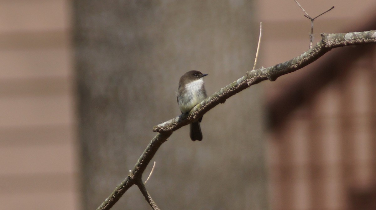 Eastern Phoebe - ML554673911