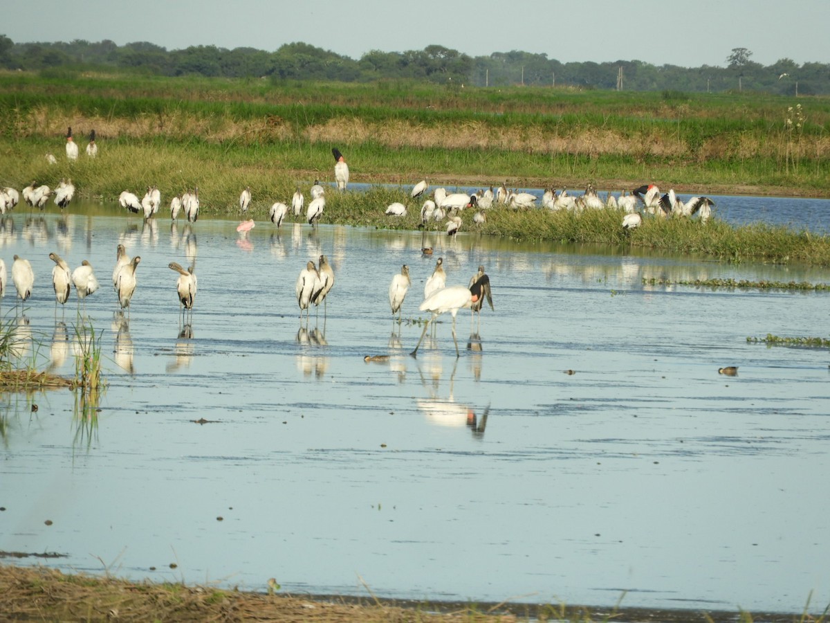 Jabiru - Silvia Enggist