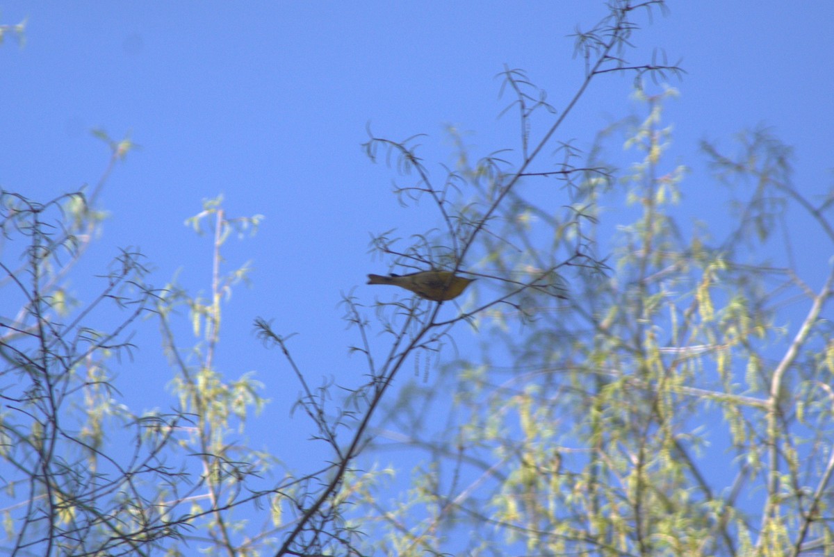 Pine Warbler - ML554674181