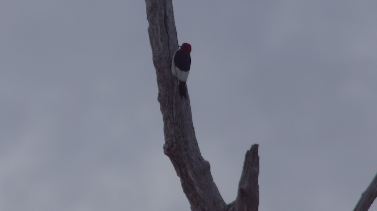 Red-headed Woodpecker - ML554674451