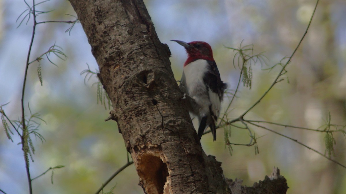 Red-headed Woodpecker - ML554674491