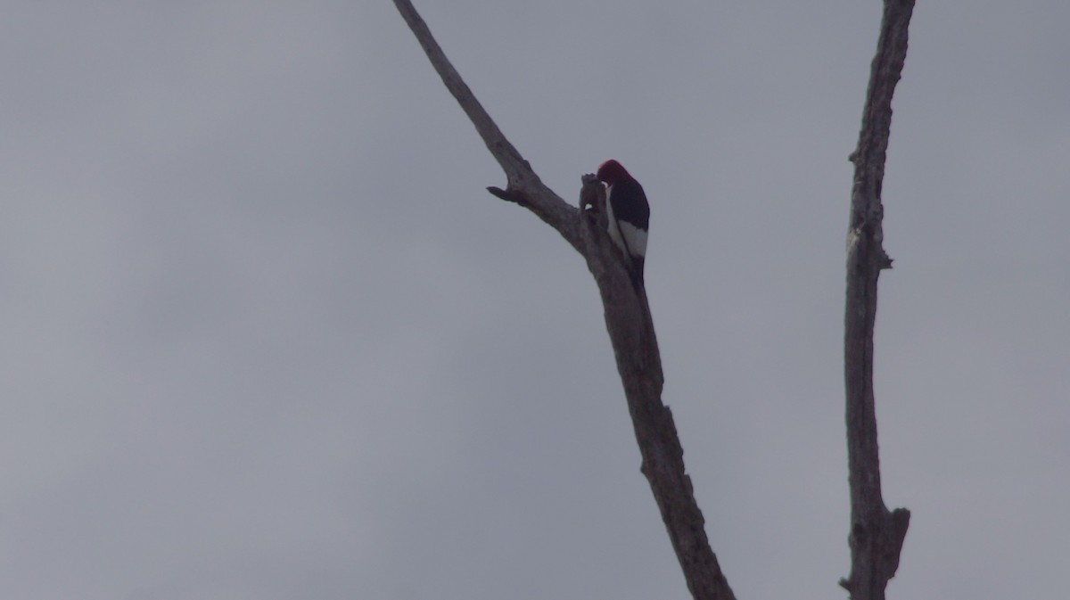 Red-headed Woodpecker - ML554674501