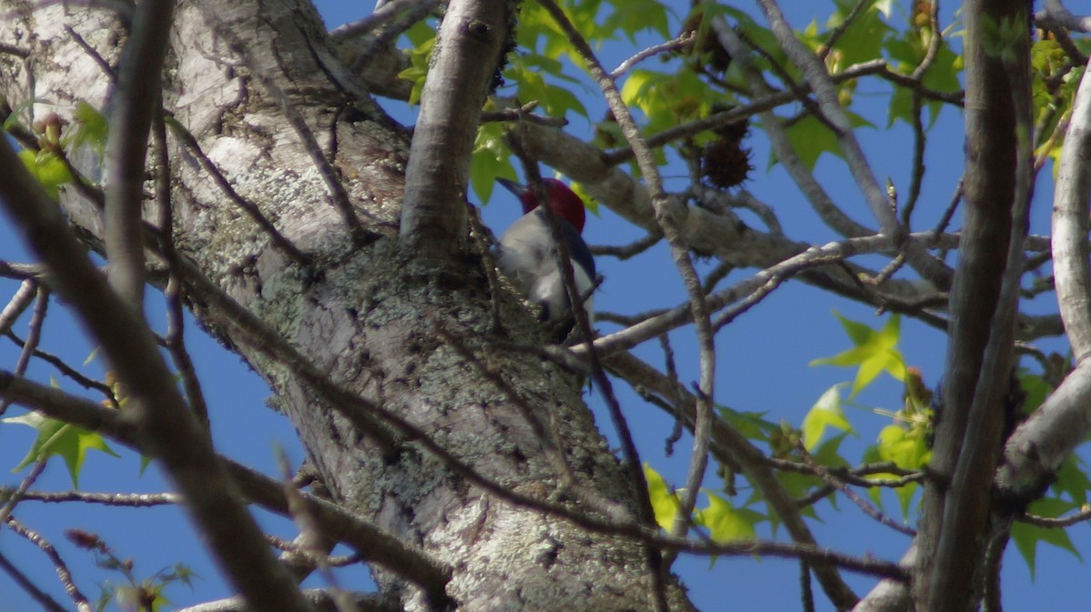 Red-headed Woodpecker - ML554674511