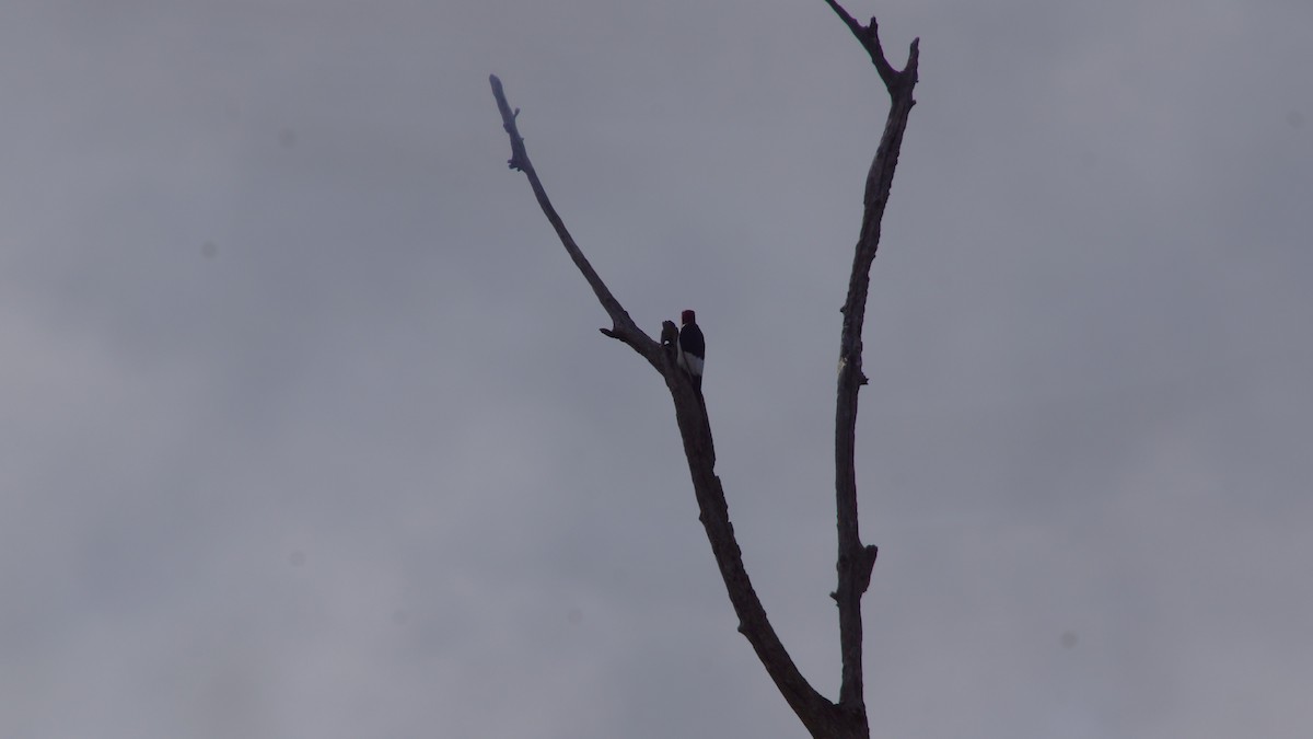 Red-headed Woodpecker - ML554674521