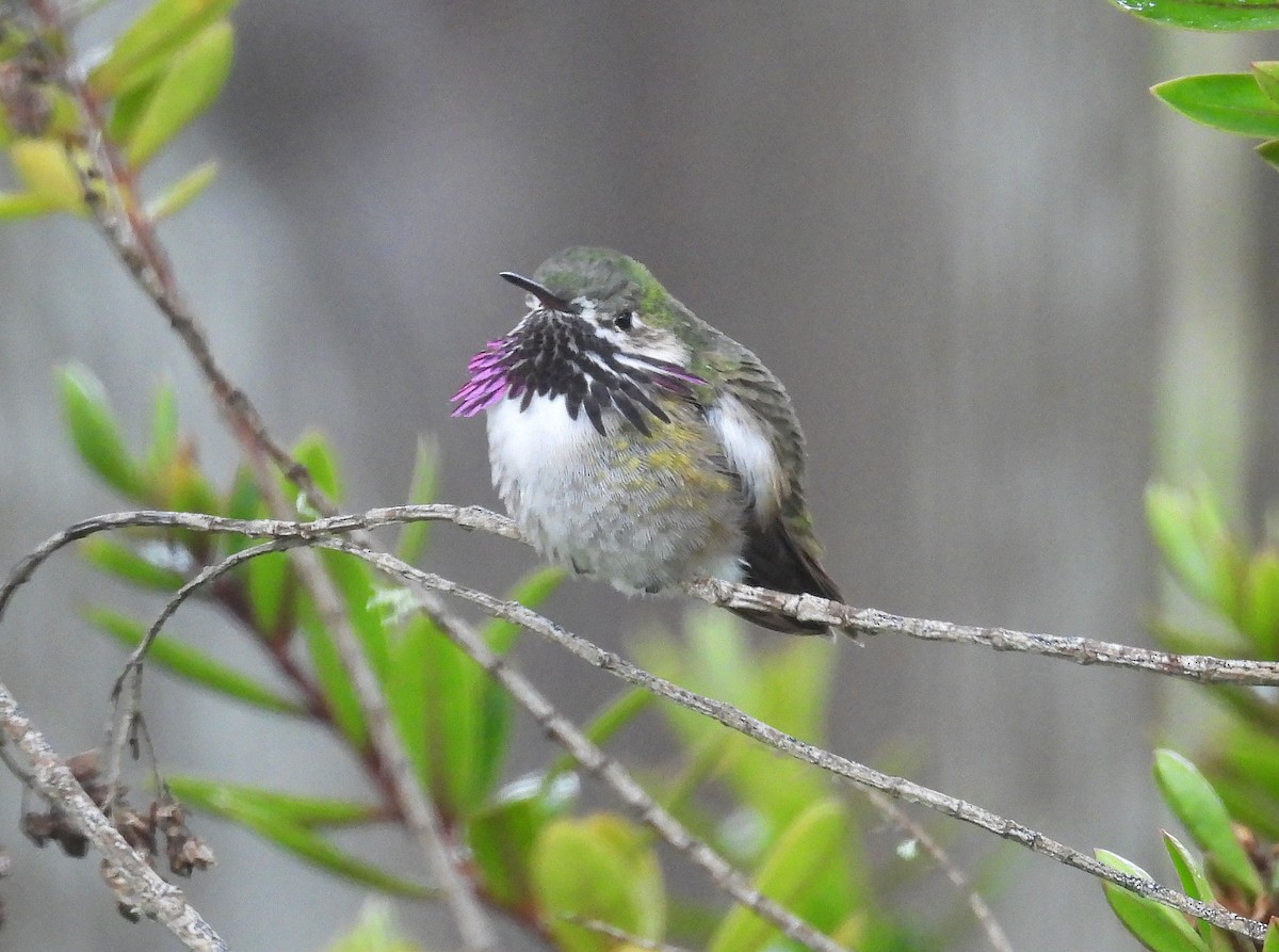 Calliope Hummingbird - Jesse Conklin