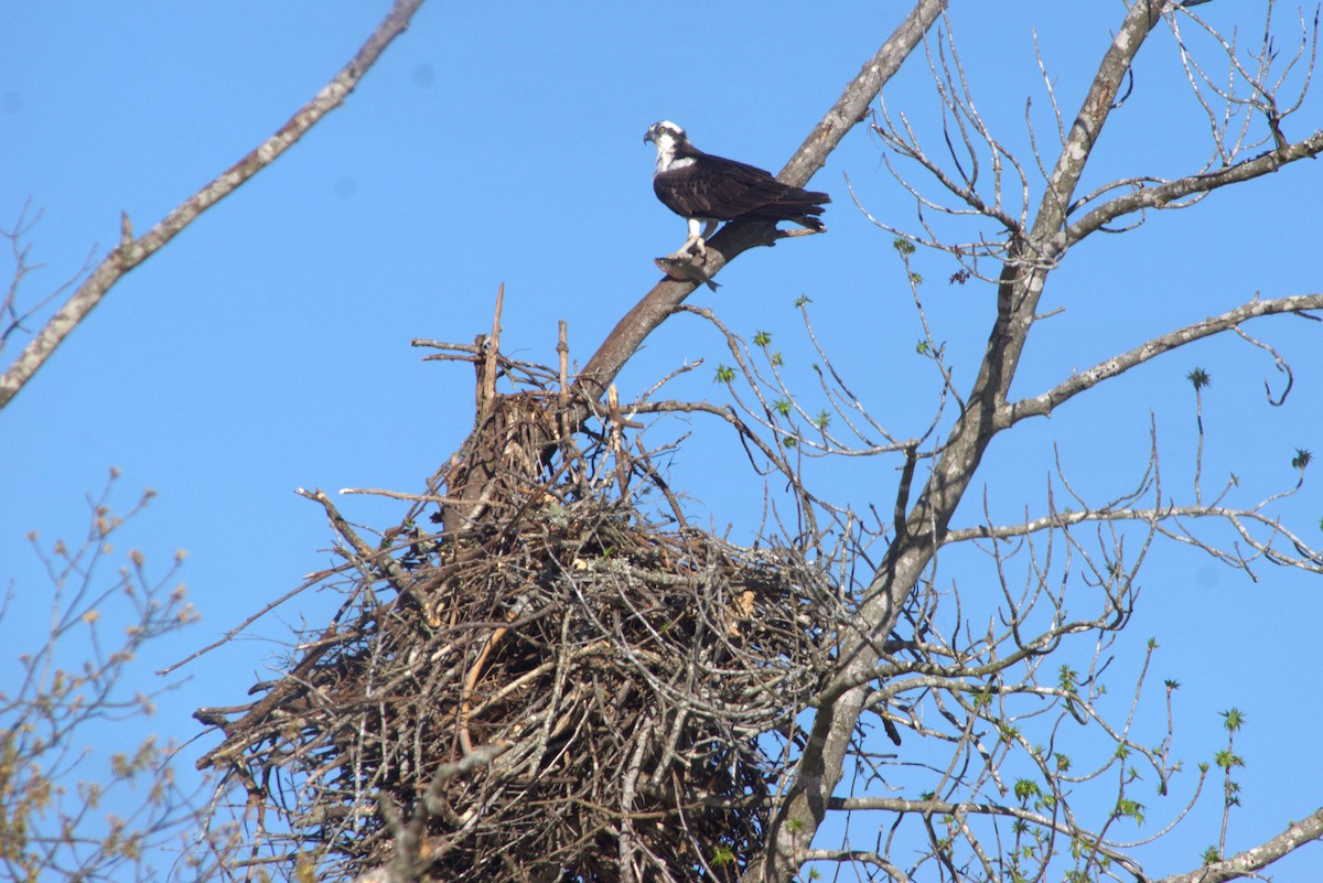 Osprey - ML554674861