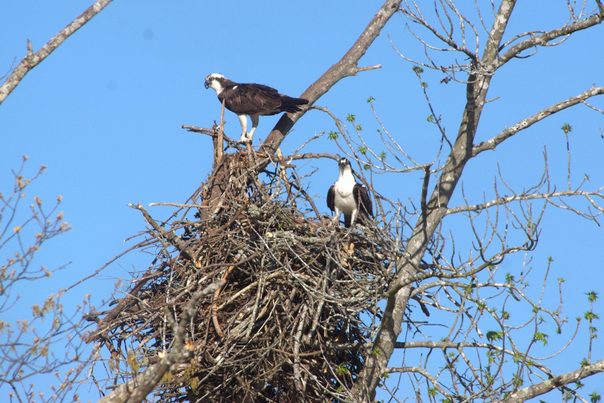 Osprey - ML554674881