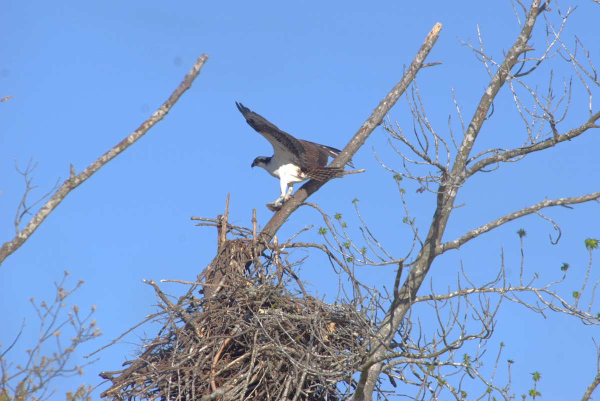 Osprey - ML554674901