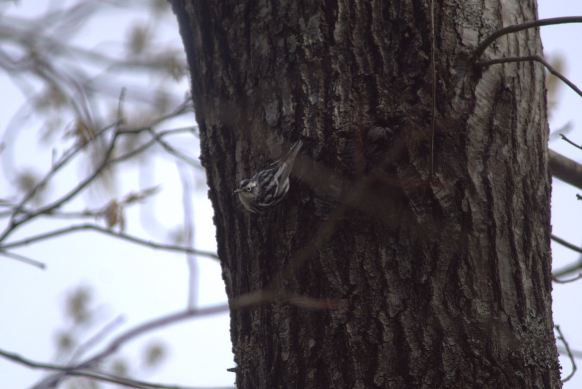 Black-and-white Warbler - ML554675281