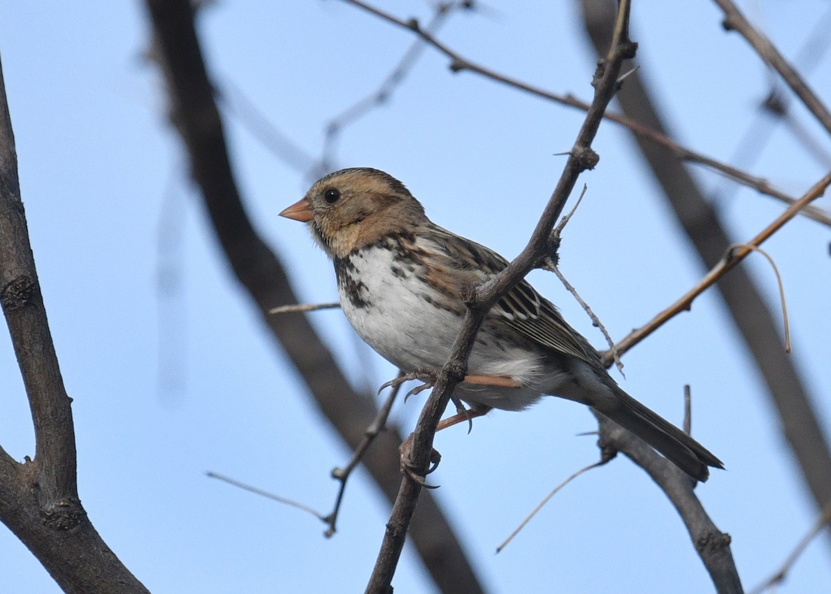 Harris's Sparrow - ML554675291