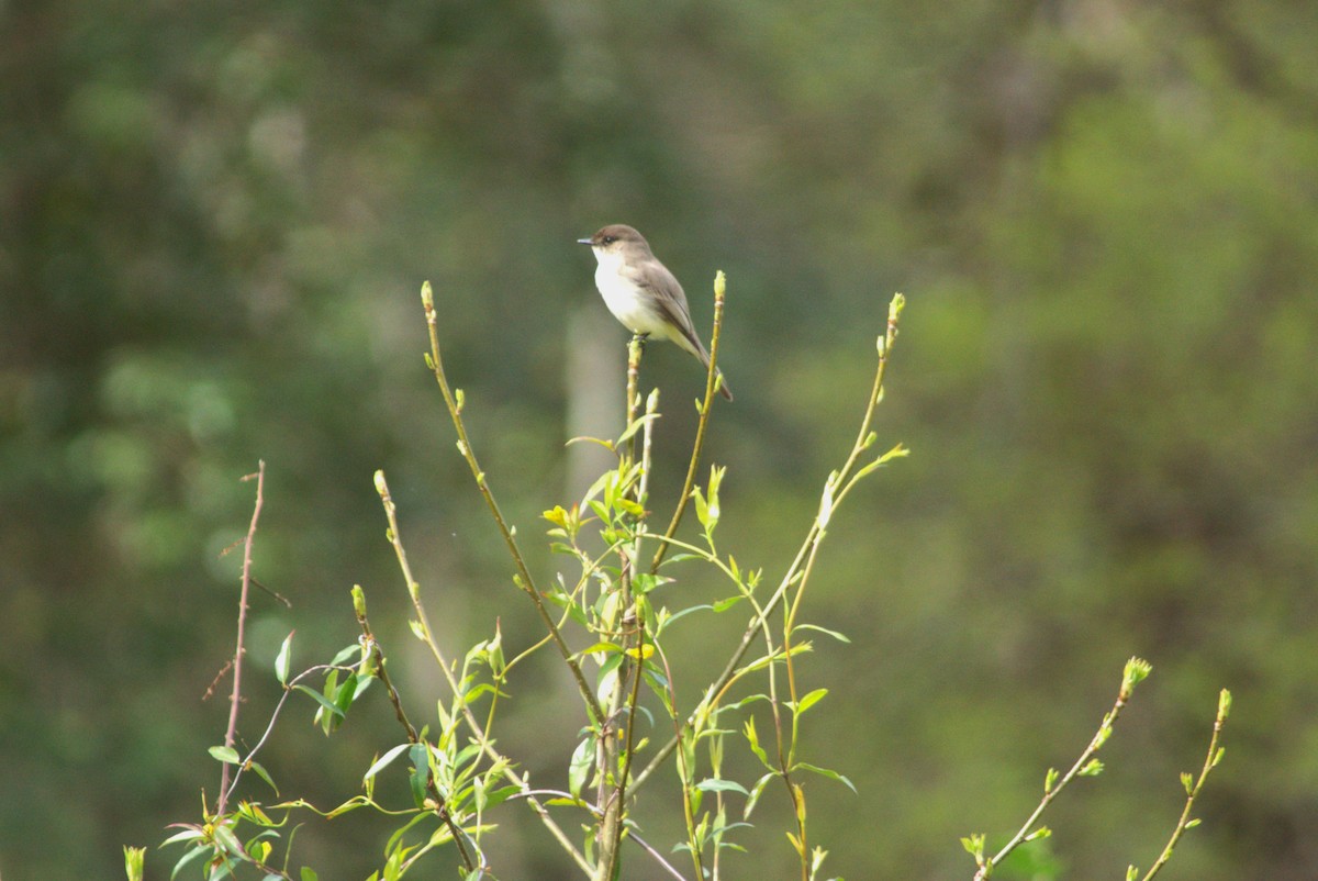 Eastern Phoebe - ML554675421