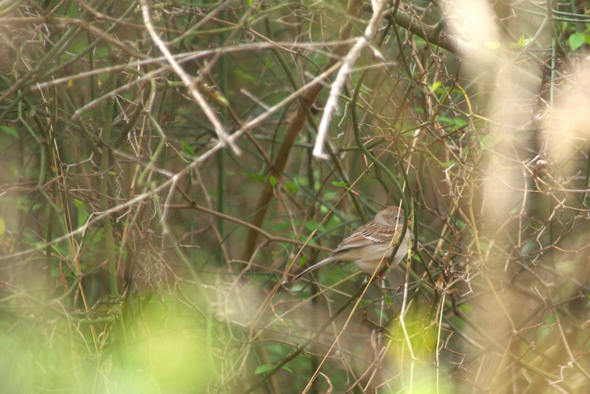 Field Sparrow - ML554675501