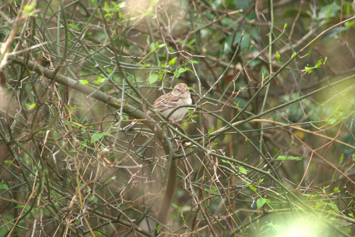 Field Sparrow - ML554675511