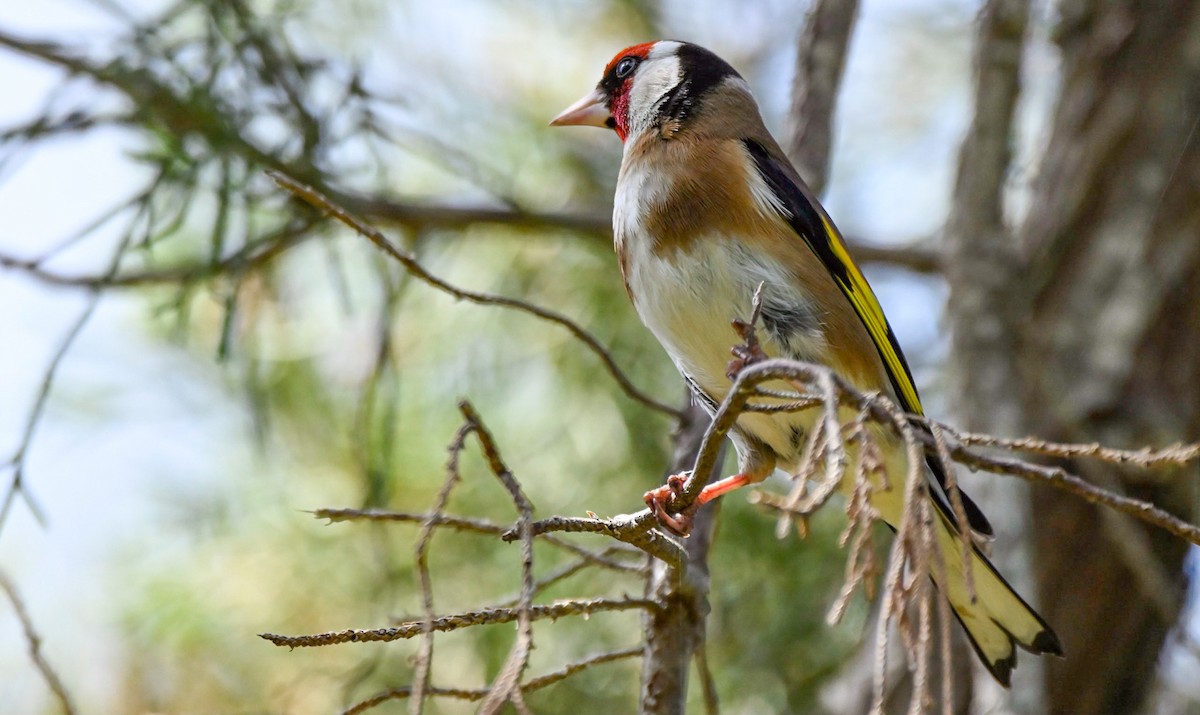 European Goldfinch - ML554676621