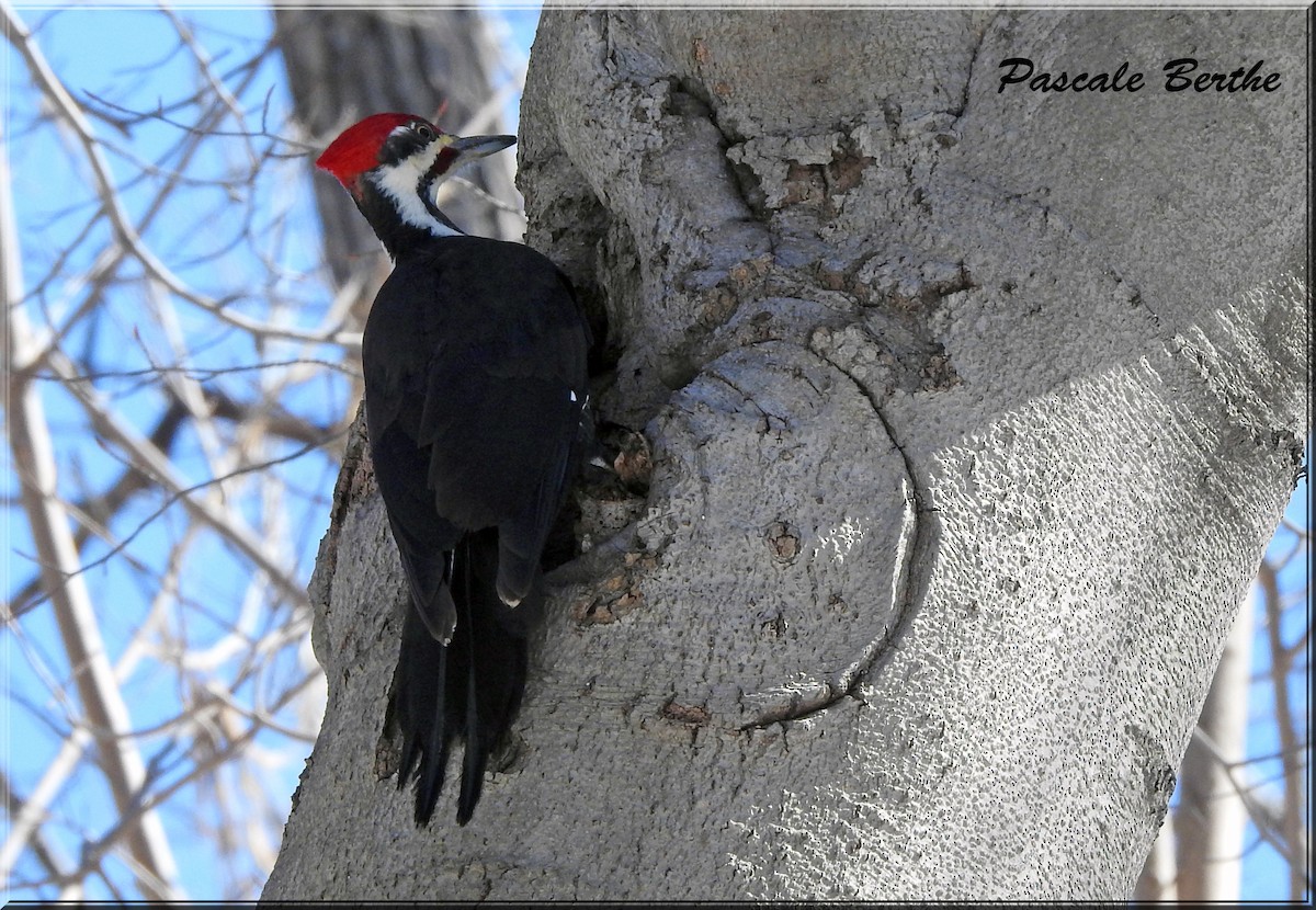 Pileated Woodpecker - ML554677091