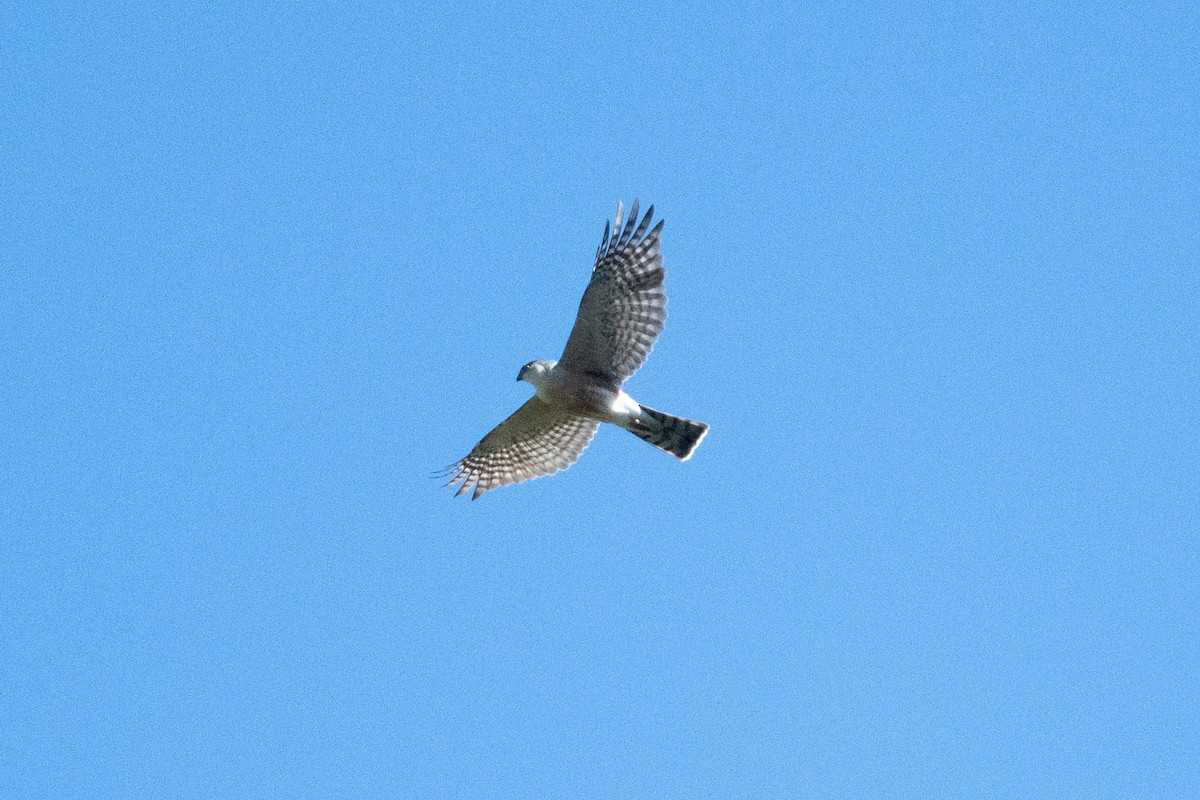 Sharp-shinned Hawk (Madrean) - John C. Mittermeier