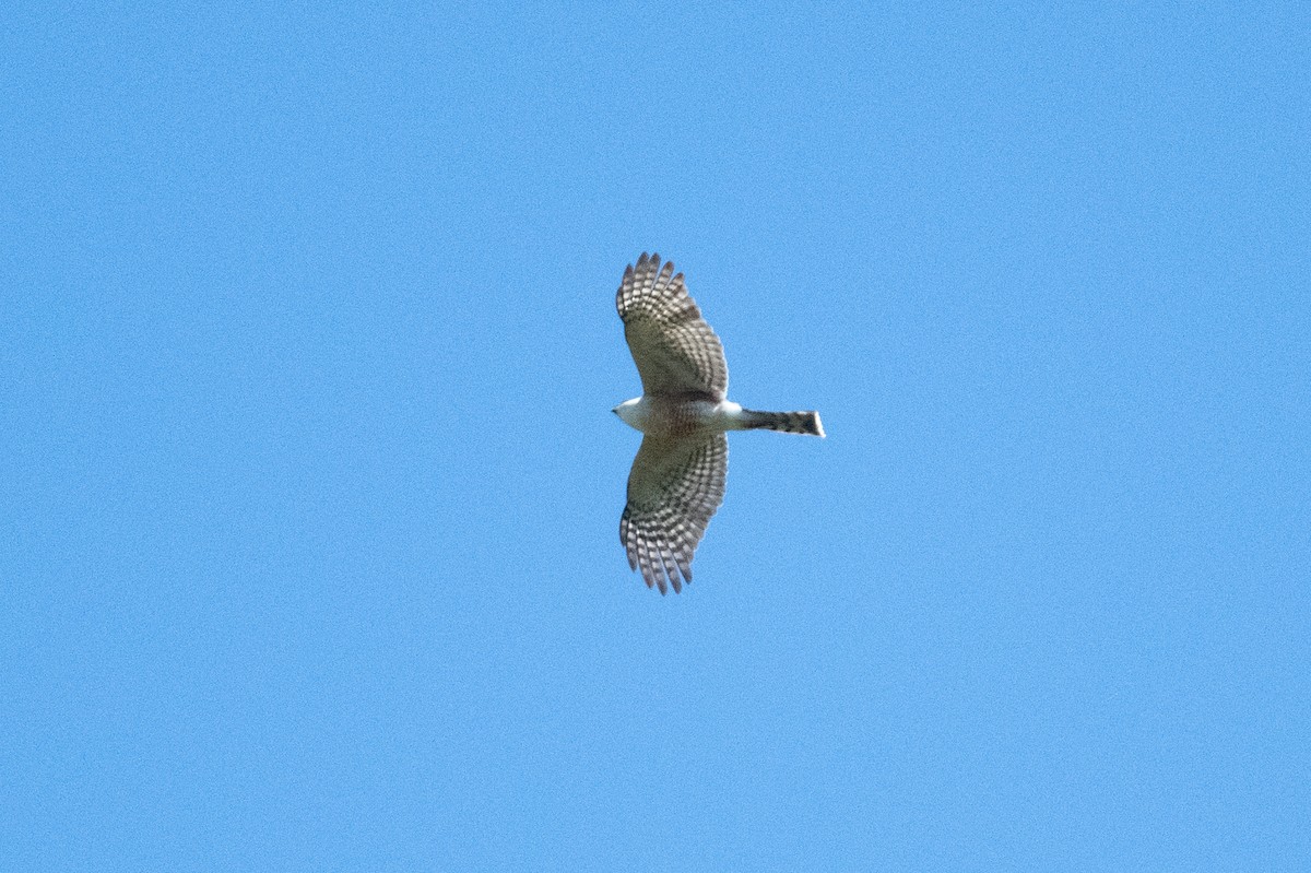 Sharp-shinned Hawk (Madrean) - ML554677741