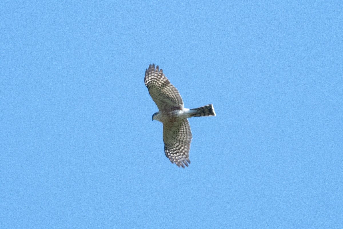 Sharp-shinned Hawk (Madrean) - ML554677801