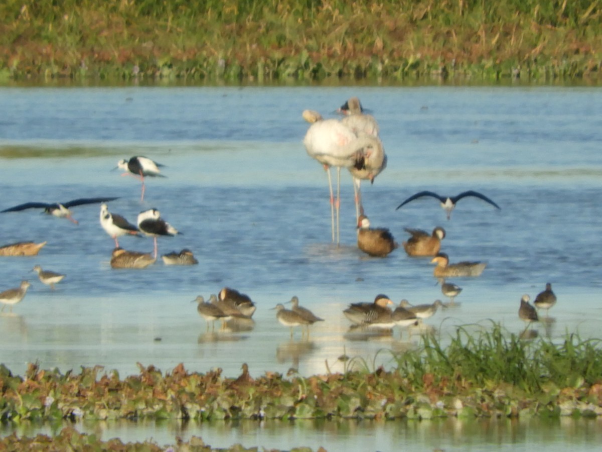 Chilean Flamingo - Silvia Enggist