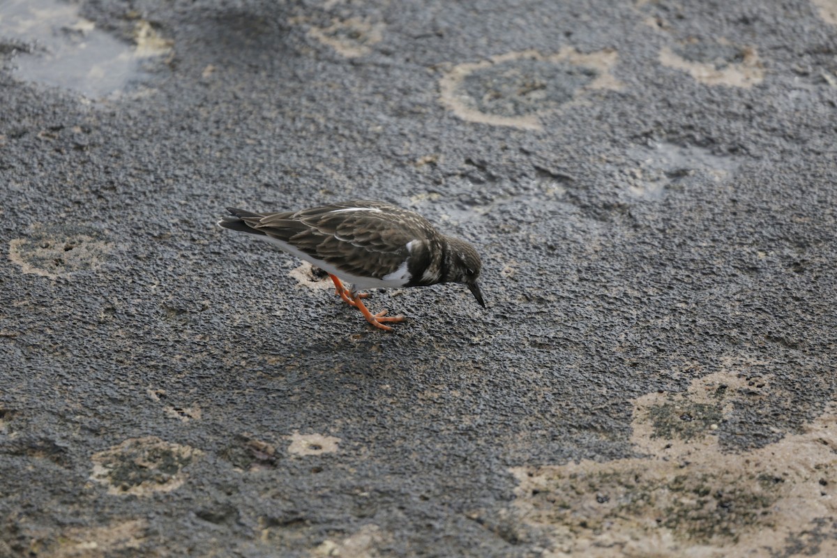 Ruddy Turnstone - ML554678311