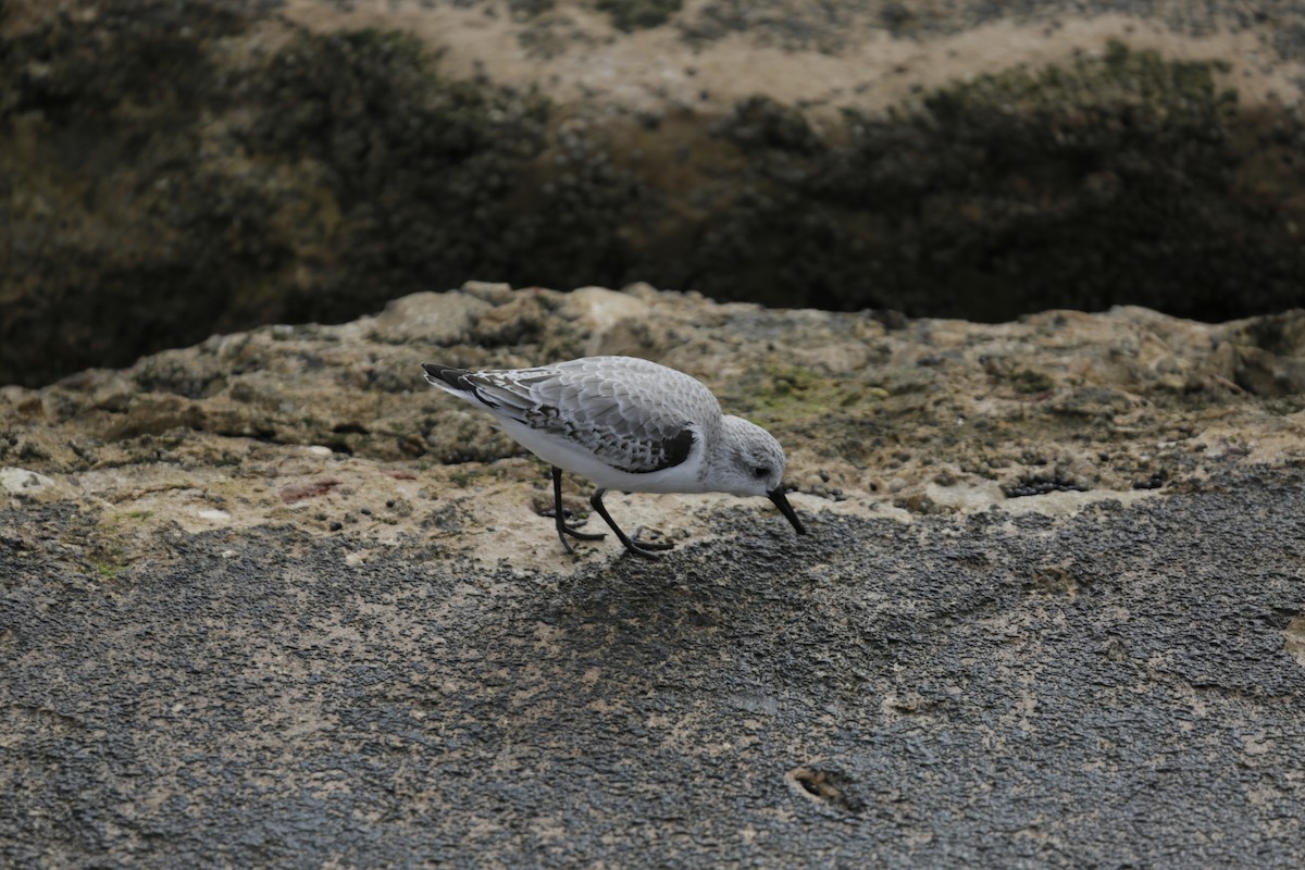 Bécasseau sanderling - ML554678491