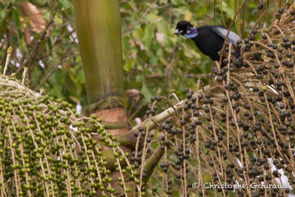 Bare-necked Fruitcrow - ML55467881