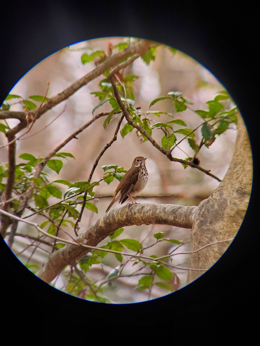 Hermit Thrush - ML554679561