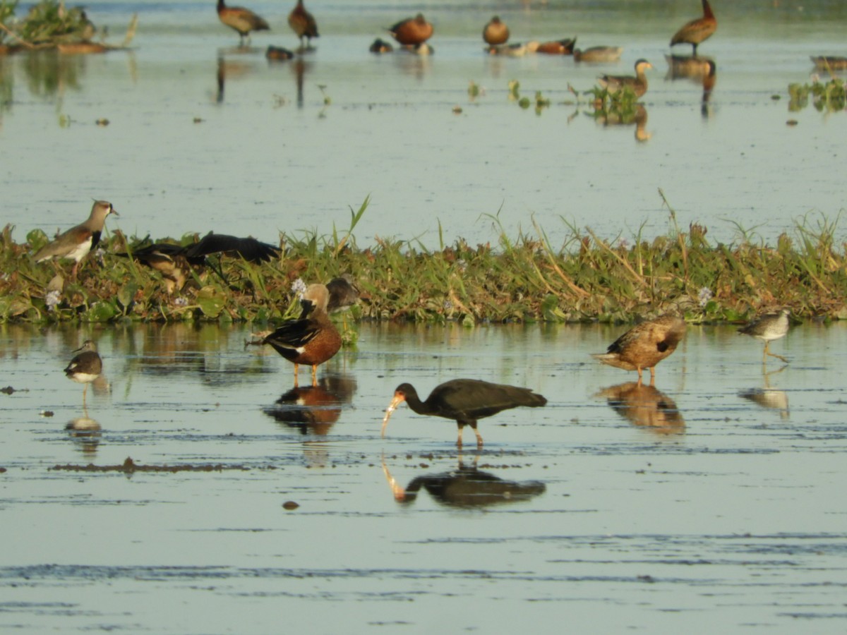 Bare-faced Ibis - Silvia Enggist