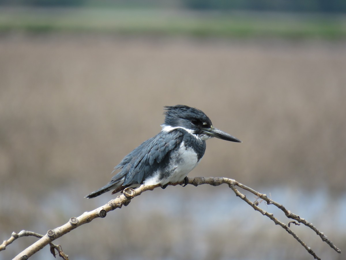 Belted Kingfisher - Lisa Owens