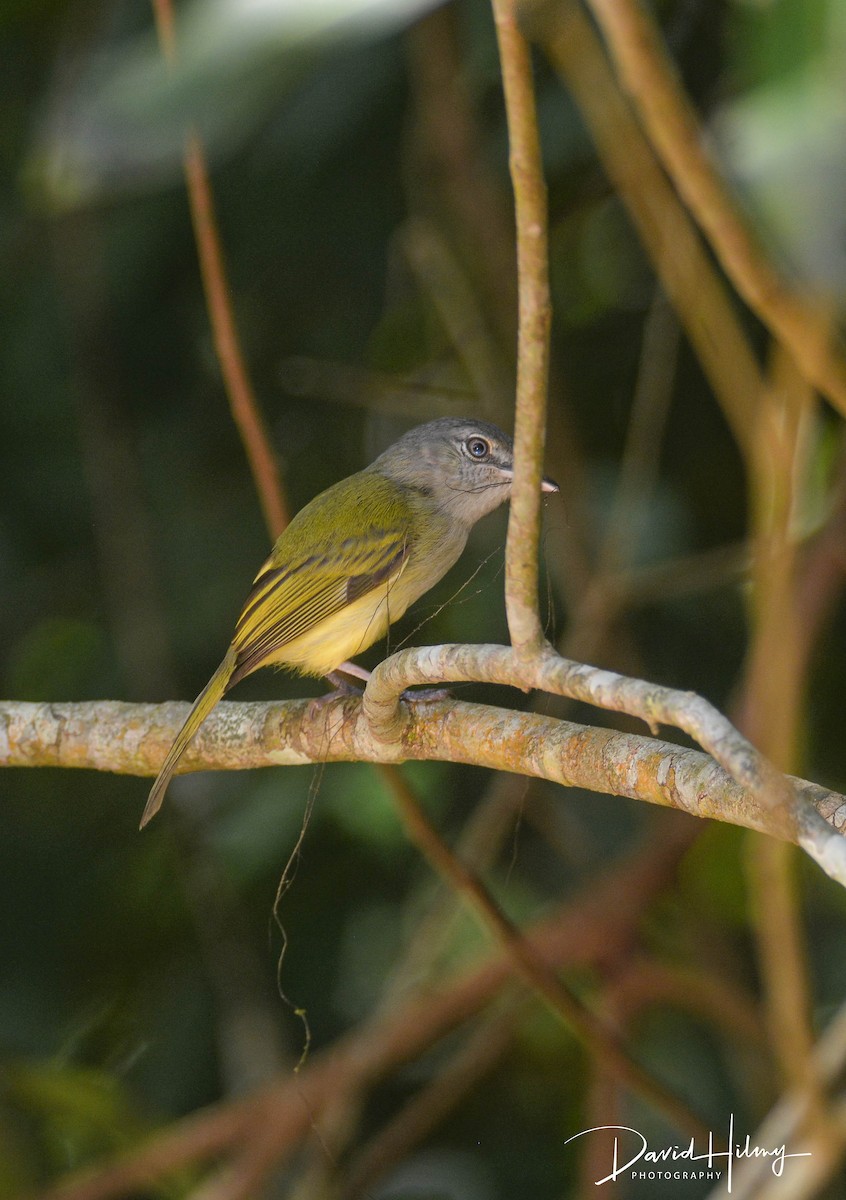 Yellow-olive Flatbill - ML554681091