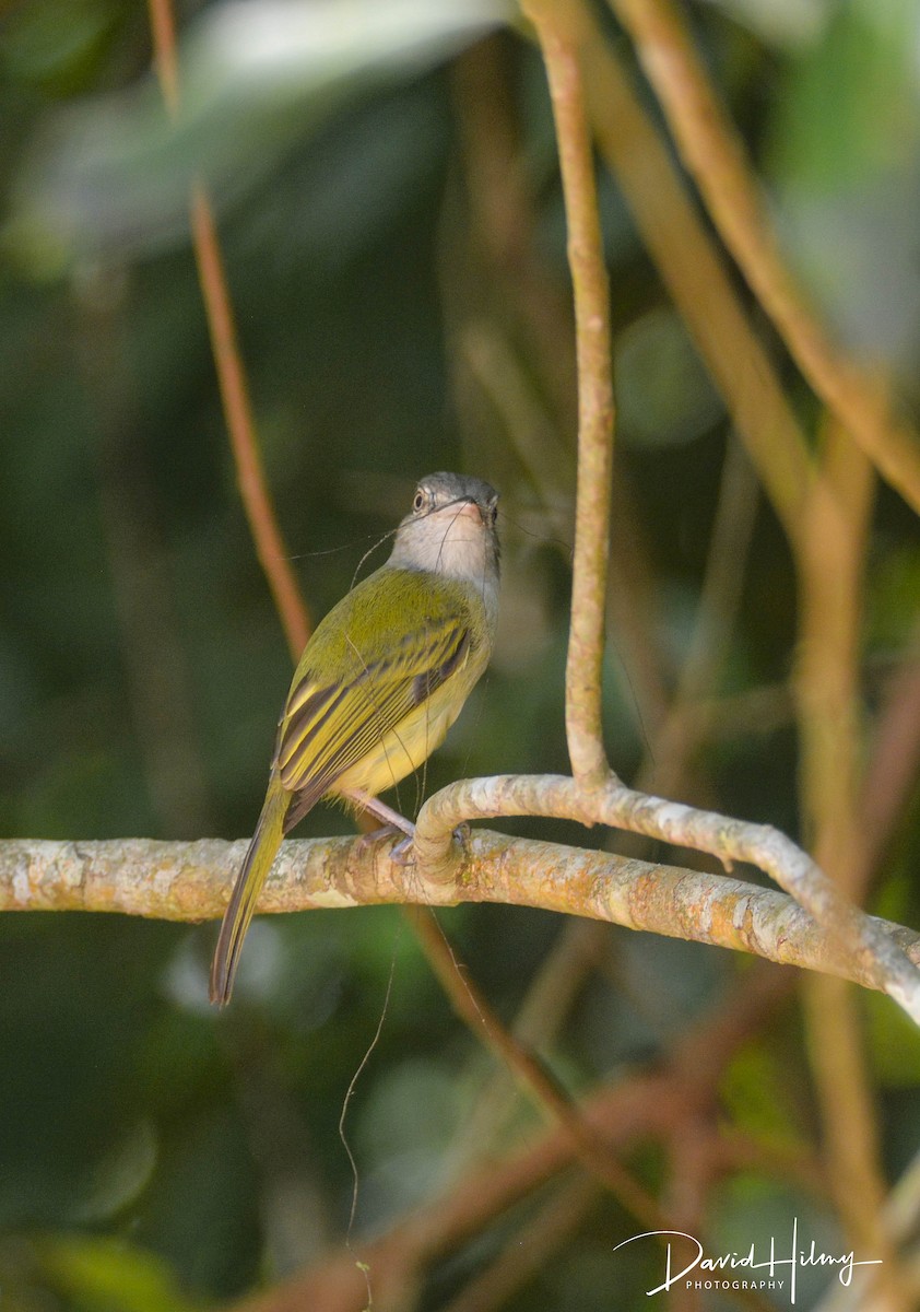 Yellow-olive Flatbill - ML554681101